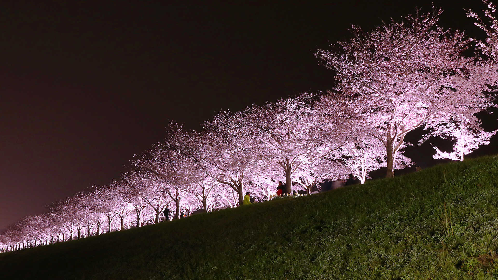 おの桜づつみ回廊18 桜の絶景 西日本最大級の桜並木
