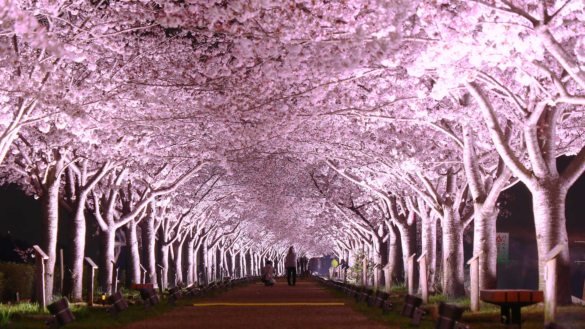 回廊 づつみ 小野 桜 「ふるさと桜づつみ回廊」と後世に引き継がれた想い～桜並木を見下ろしながらの約5㎞のドライブ！～