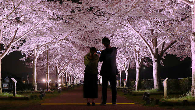 おの桜づつみ回廊「夜桜ライトアップ」