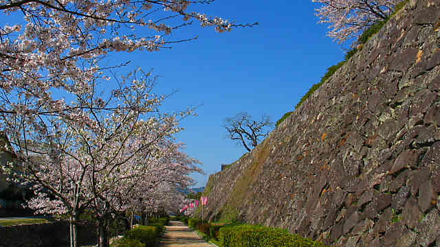 篠山城跡の桜