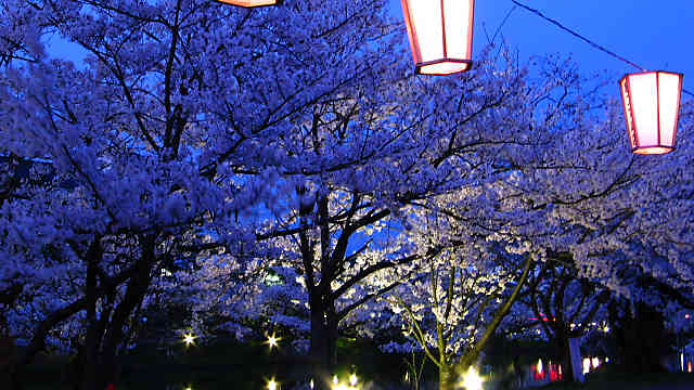 篠山城跡の桜のライトアップ