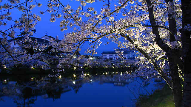篠山城跡の桜のライトアップ