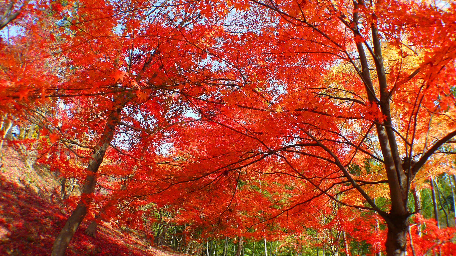 最上山もみじ祭り 最上山公園もみじ山の紅葉