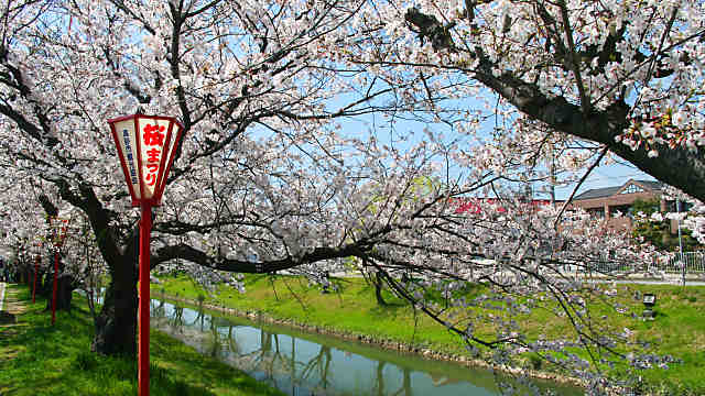 鹿島川の桜並木