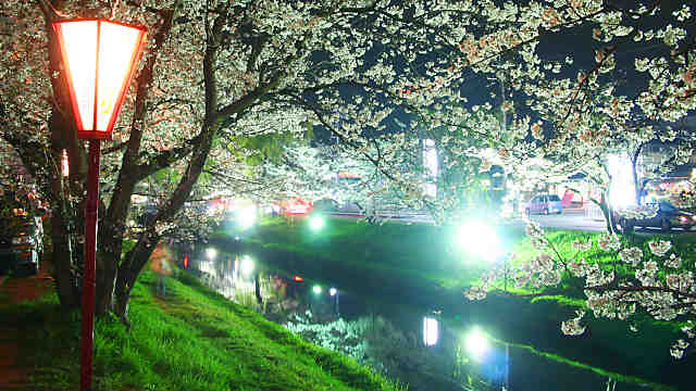 鹿島川の桜のライトアップ