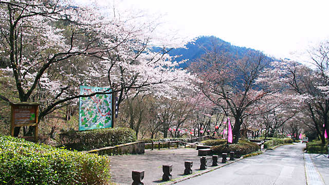 鐘ケ坂公園の桜