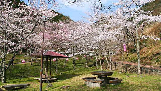 鐘ケ坂公園の桜