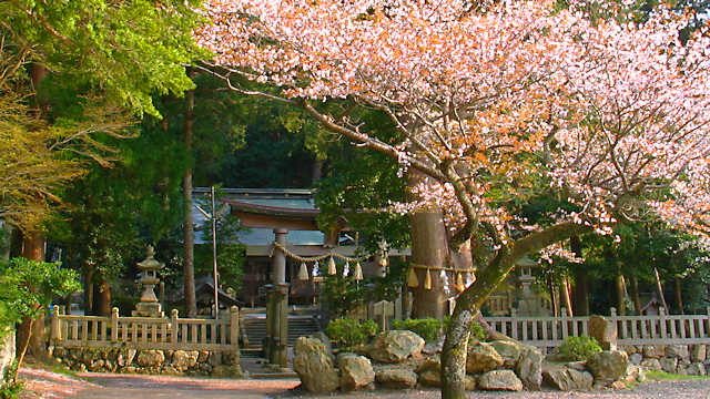 いそべ神社と桜