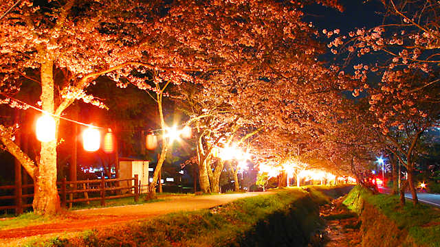水分かれ公園 桜のライトアップ・夜桜