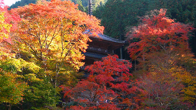 高源寺の紅葉