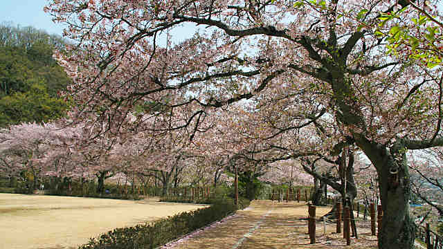 龍野公園・龍野城の桜