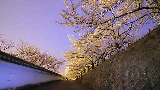 龍野公園・龍野城の夜桜・桜のライトアップ