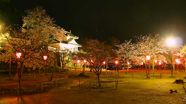 出石城と桜のライトアップ