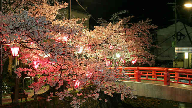 城崎温泉夜桜月間・桜のライトアップ