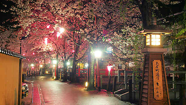 城崎温泉夜桜月間・桜のライトアップ