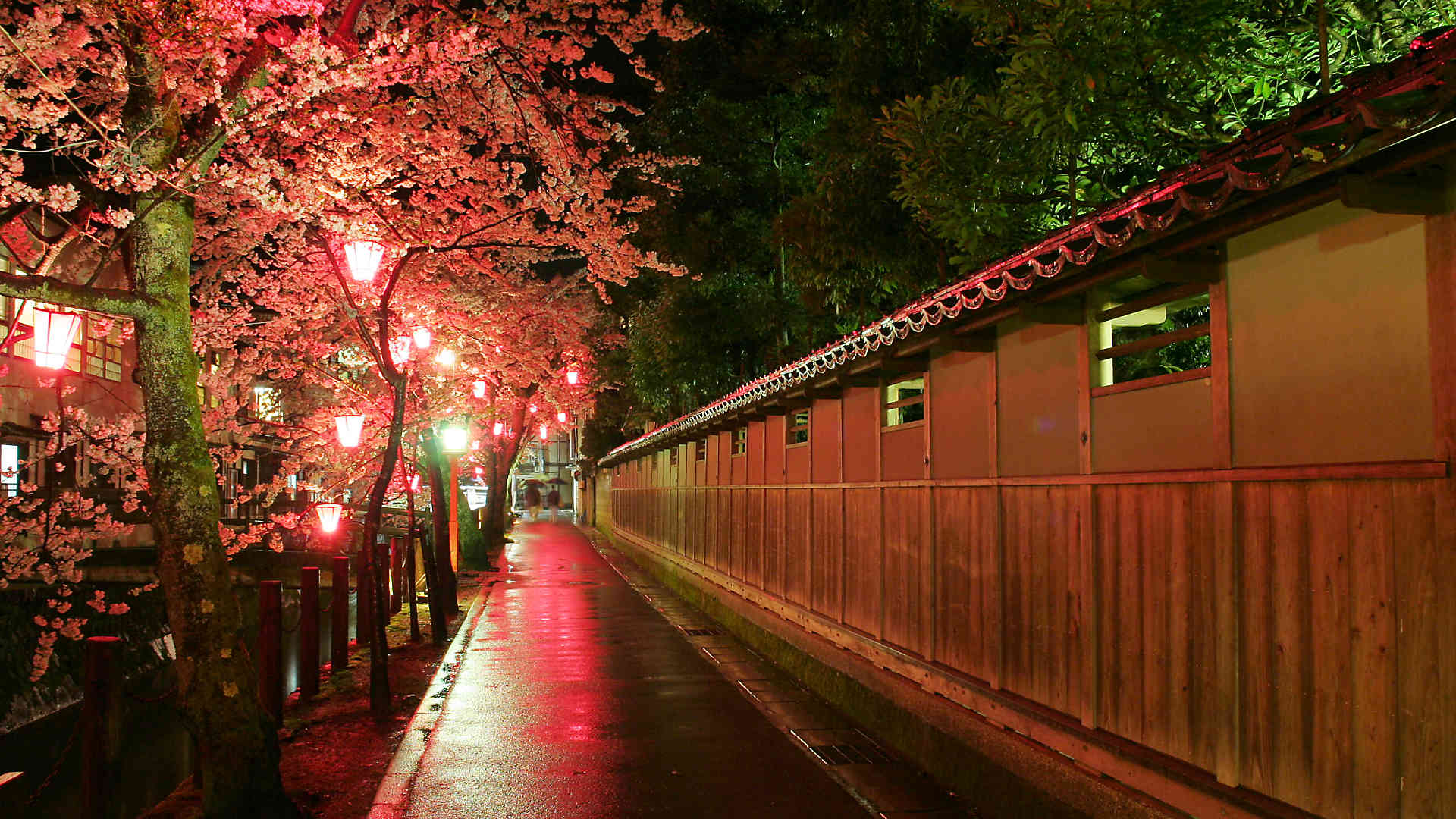 城崎温泉夜桜月間18 城崎温泉桜のライトアップ