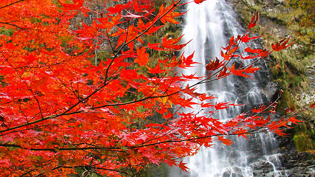 天滝の紅葉