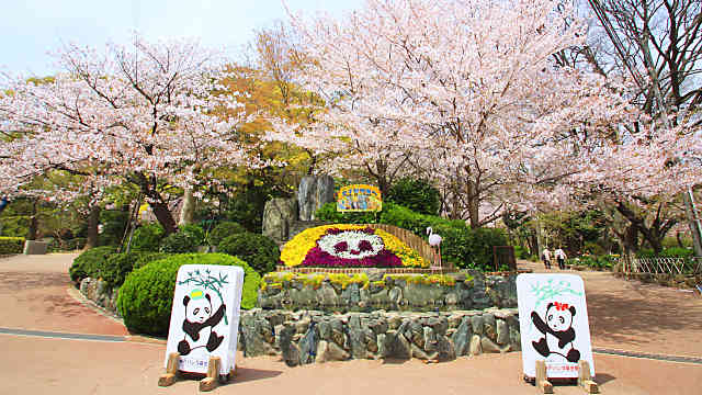 王子動物園の桜の標本木