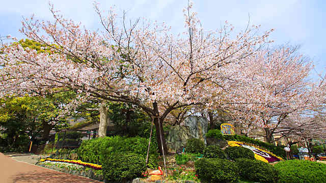 王子動物園の桜の標本木