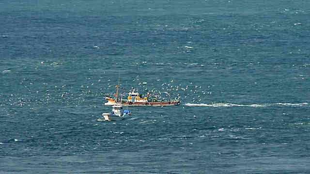 明石海峡でのイカナゴのシンコ漁